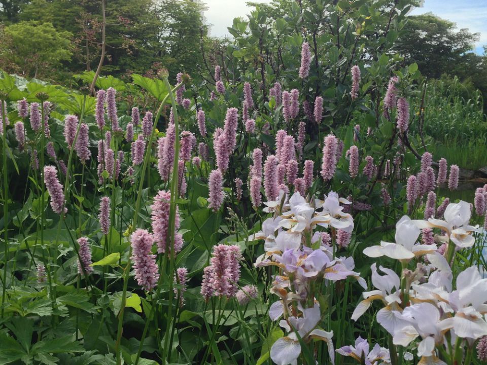 54+ Iris Pflanz, Iris hollandica kennen viele nur als schnittblume,
